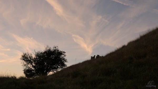 Schafe auf der Wallburg Magelund Volsted vor Abendhimmel