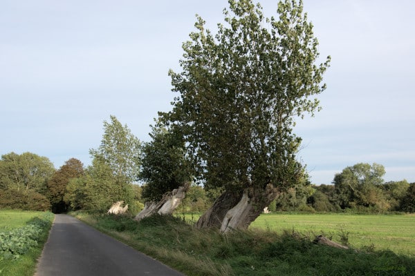 Poplar avenue with "decapitated" poplars