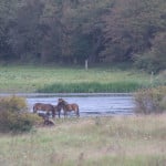 Exmoore ponies im Süden von Langeland - Dänemark
