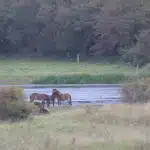 Herd of Exmore ponies in a Nature reserve in the south of Langeland island, Denmark