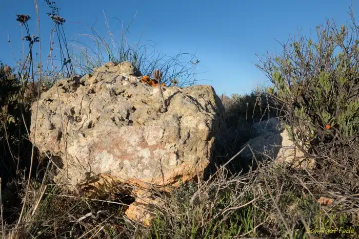 Trockenpflanzen besiedeln Kalksteine